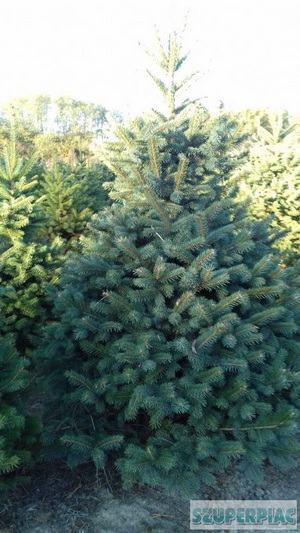 Lucfenyő,  ezüstfenyő karácsonyfa fenyőfa