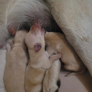 Labrador kölyök kutyák eladók