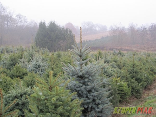 Fenyőfa karácsonyfának nagy tételben eladó