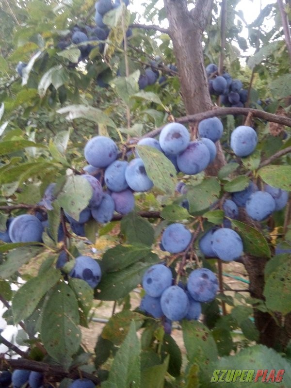 Gyümölcsfa csemeték eladók