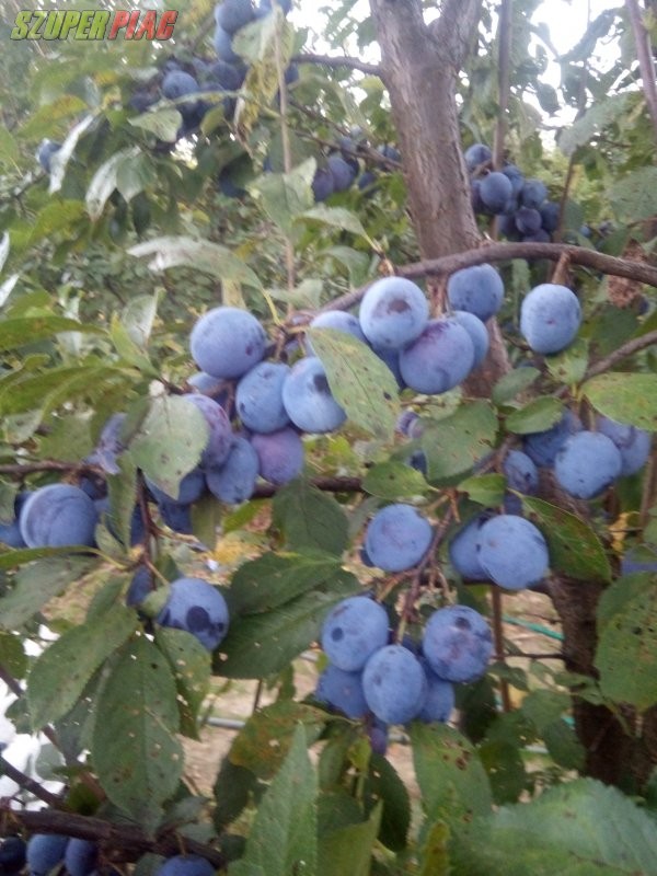 őstermelőtől gyümölcsfa csemete eladó