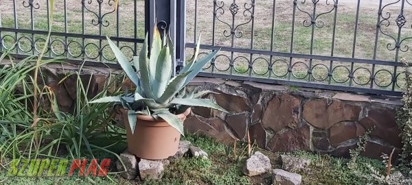 Aloe vera eladó