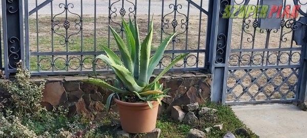 Aloe vera eladó