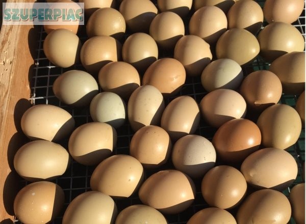 Fácán tojás keltetői tojások Vadászfácán 