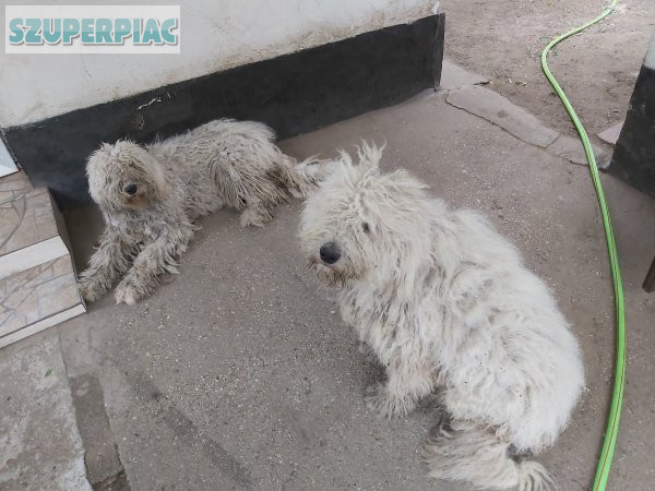 Komondor kiskutya