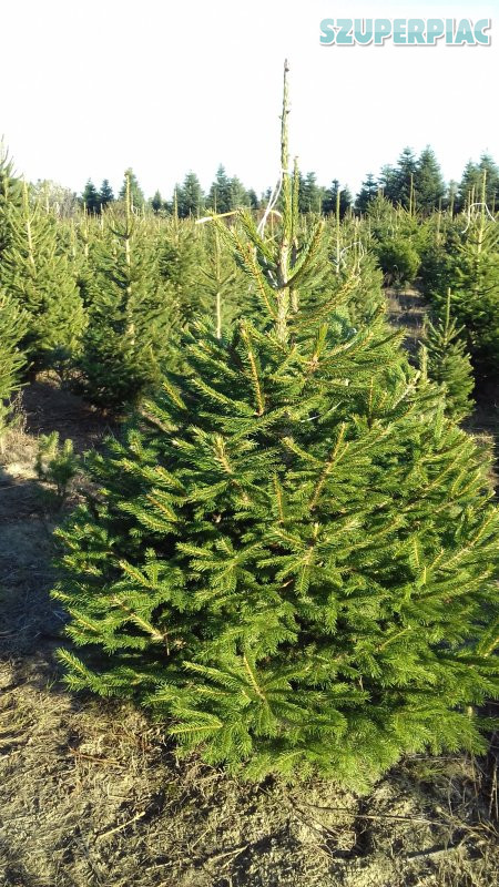 Lucfenyő,  ezüstfenyő karácsonyfa fenyőfa