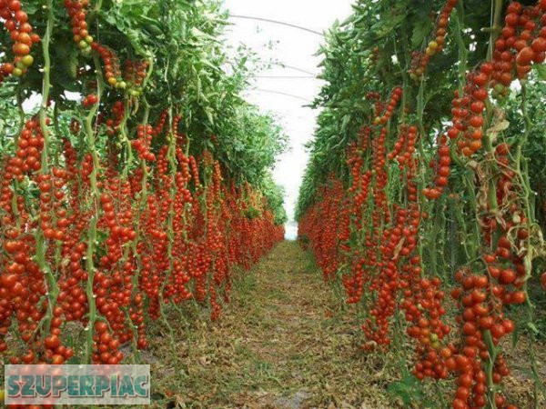 AKCIÓ 70 % legédesebb paradicsom Cukorfalat 20 mag 1200 ft