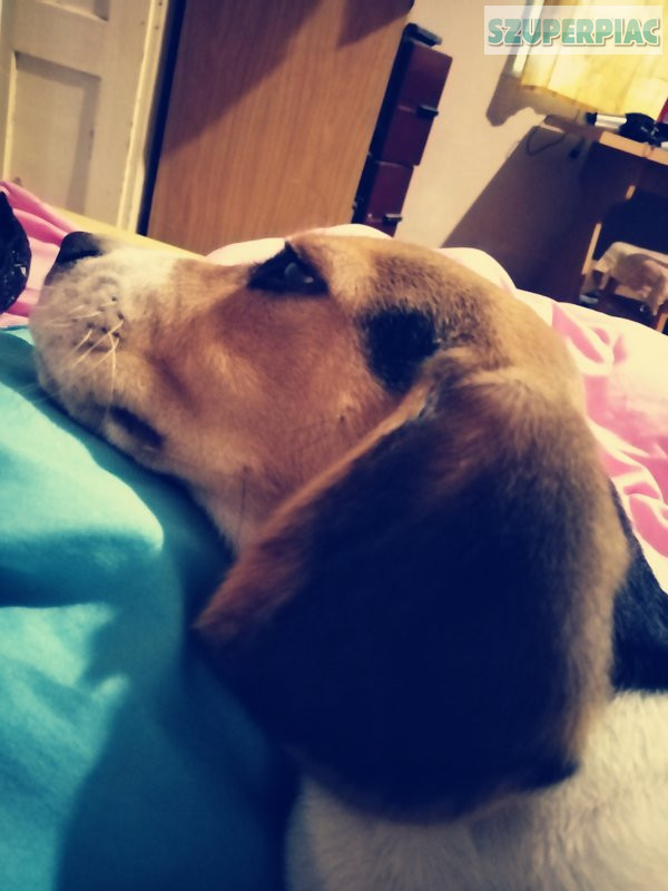Beagle 5hónapos kiskutya