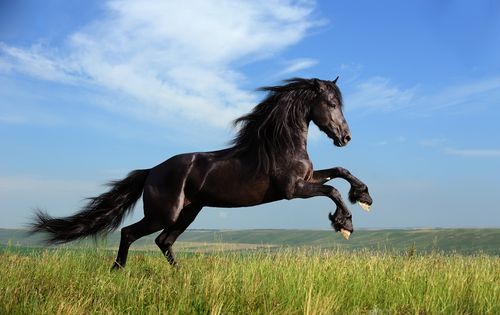 Állatgondozó munkatársakat keresünk Dunavarsány közelében