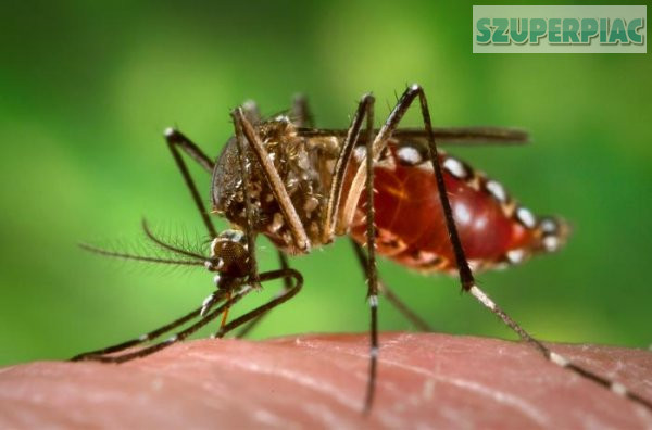 országos Szúnyogirtás melegköddel és Bioógiai szúnyoggyérítés