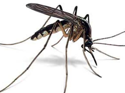 Szúnyogirtás,  szúnyoggyérítés