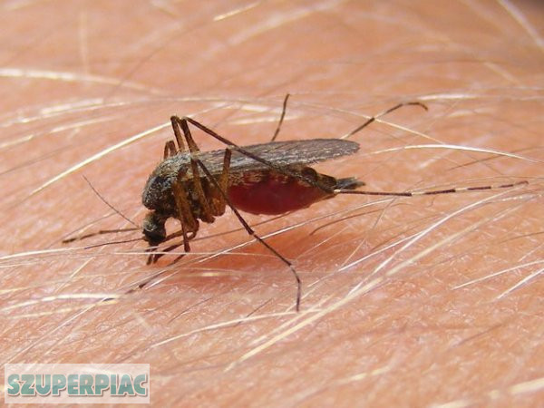 Szúnyogirtás,  szúnyogok irtása,  szúnyoggyérítés