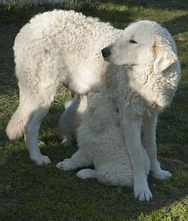 Kuvasz