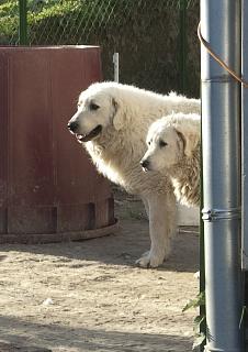 Kuvasz