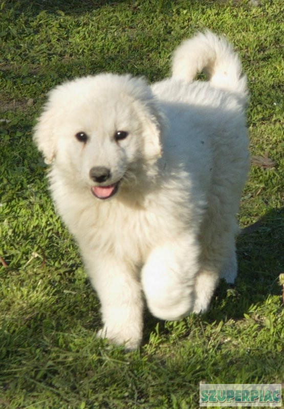 Kuvasz