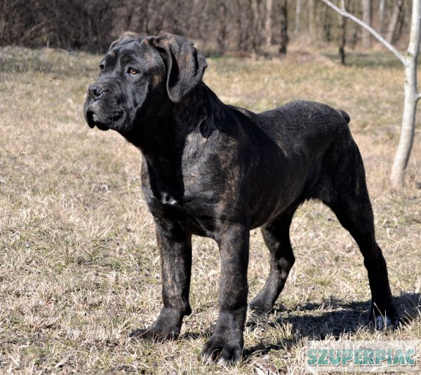 cane corso