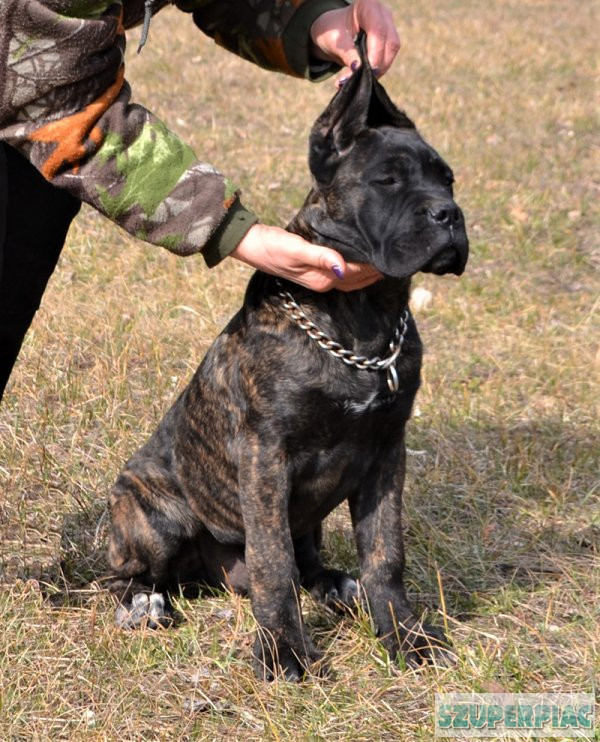 cane corso