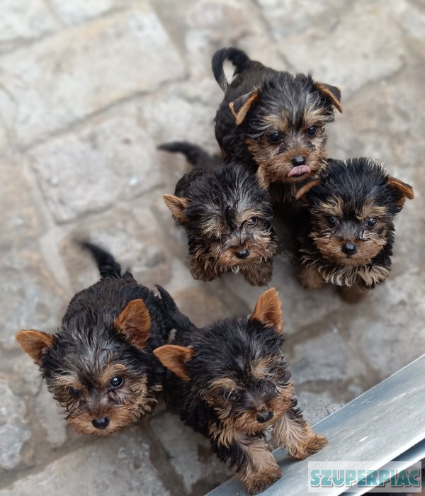 Yorkshire terrier(mini)