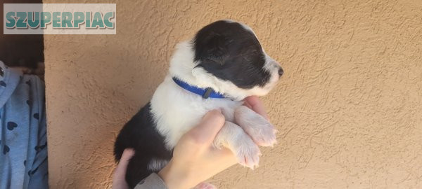 Eladó border collie