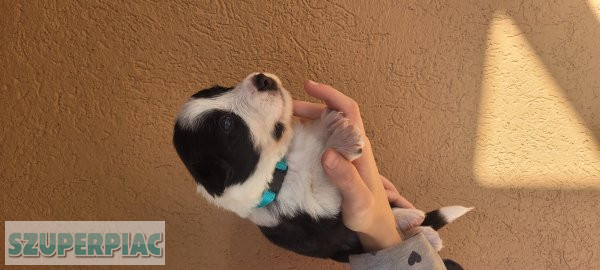 Eladó border collie