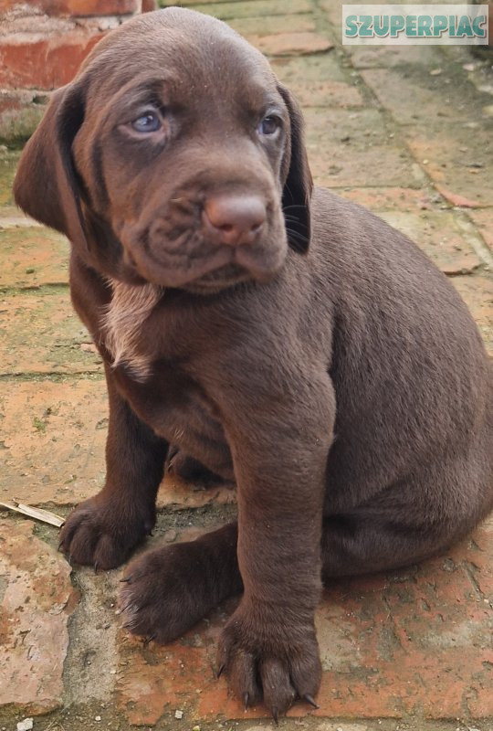 Gyönyörű csoki vizsla fajtajellegű kiskutyák