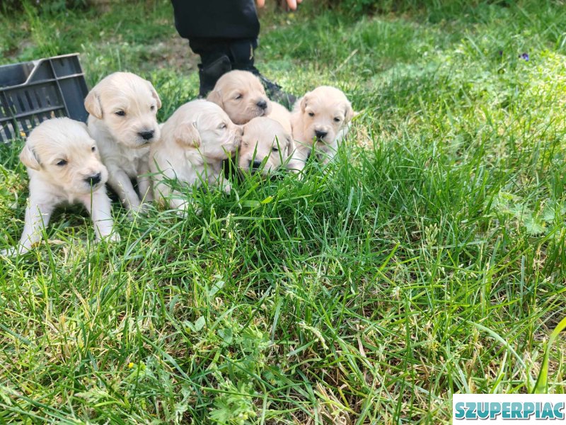 Fajtatiszta Golden Retriever jellegű kiskutyák