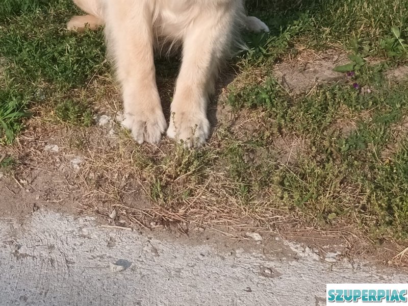 Fajtatiszta Golden Retriever jellegű kiskutyák