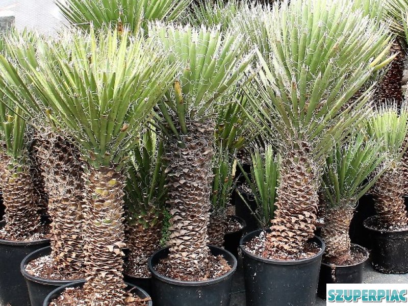 Yucca rostrata