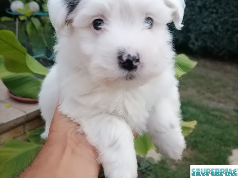 Bichon Havanese
