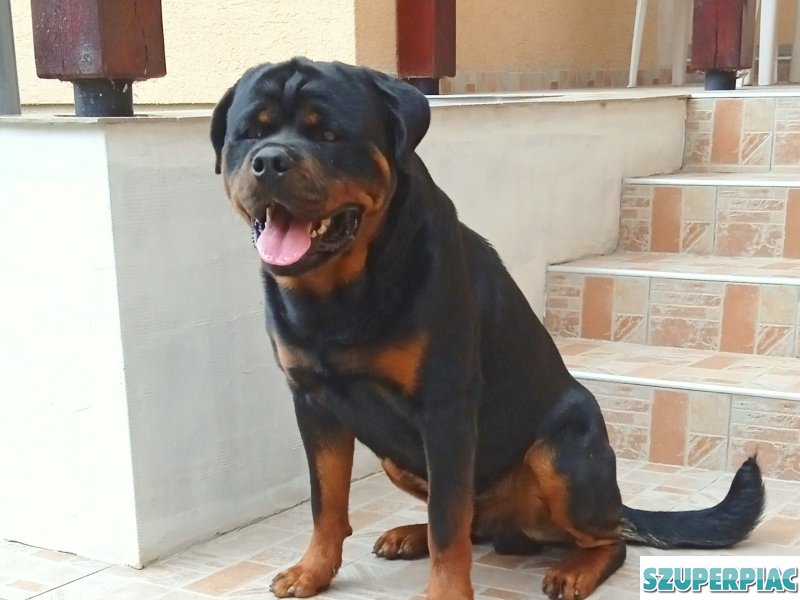Rottweiler kan fedez