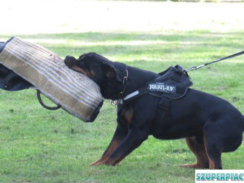 Rottweiler kan fedez