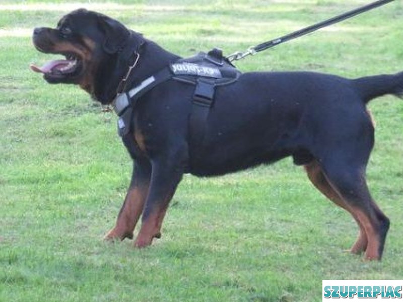 Rottweiler kan fedez