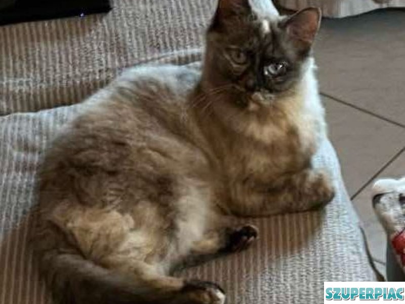 Ragdoll Seal point cica