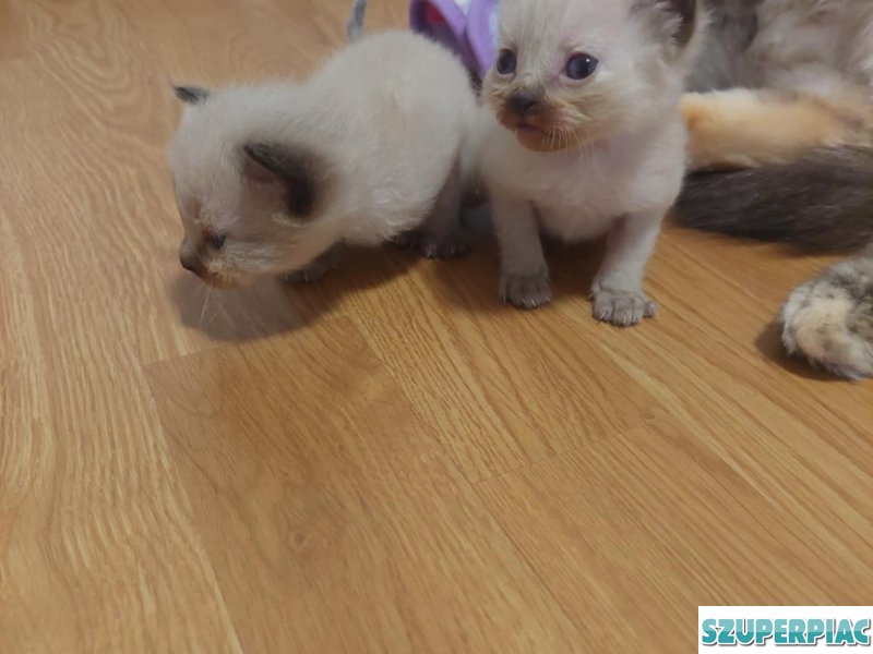 Ragdoll Seal point cica