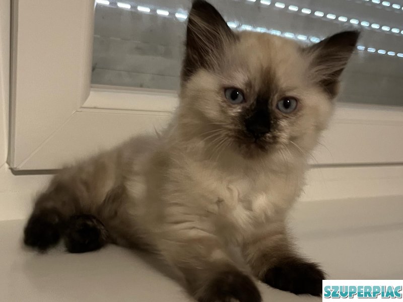 Ragdoll Seal point cica
