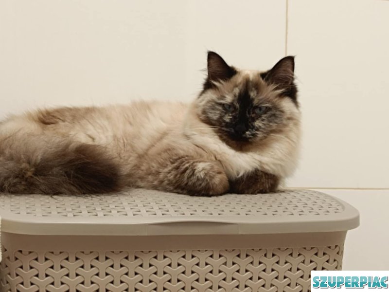 Ragdoll Seal point cica