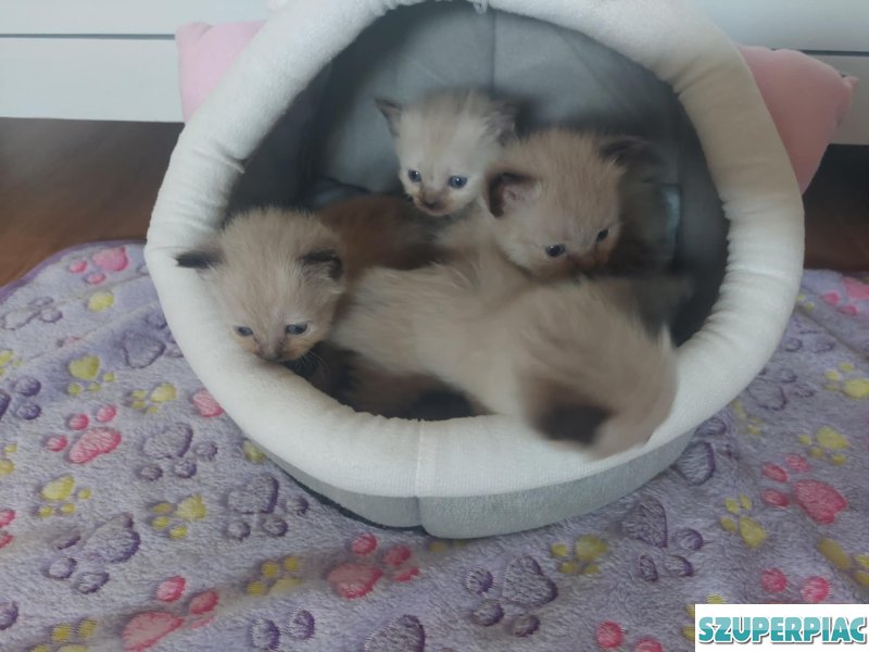 Ragdoll Seal point cica