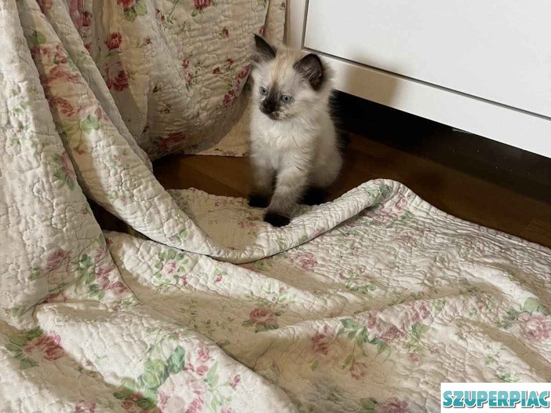 Ragdoll Seal point cica