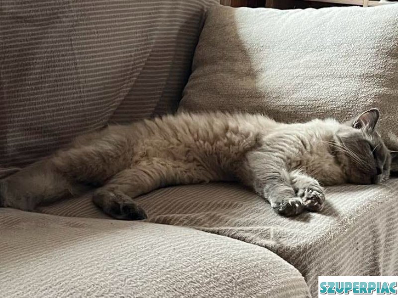 Ragdoll Seal point cica