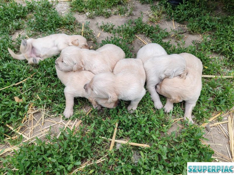 Fajtatiszta Golden Retriever jellegű kiskutyák