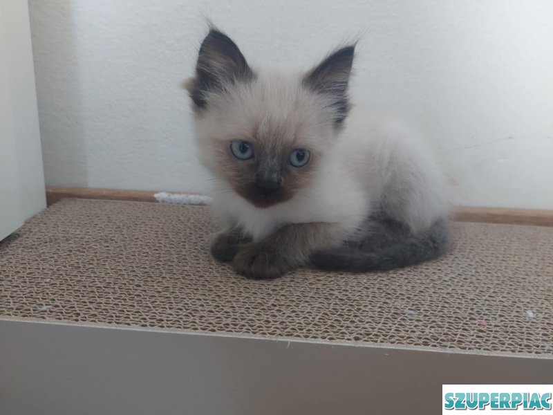 Ragdoll Seal point cica