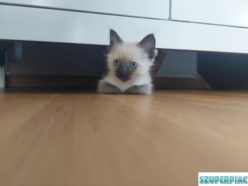 Ragdoll Seal point cica