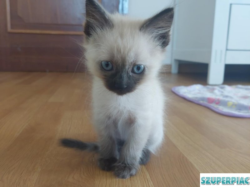 Ragdoll Seal point cica