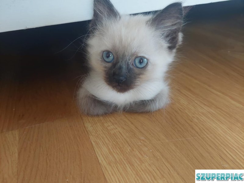 Ragdoll Seal point cica