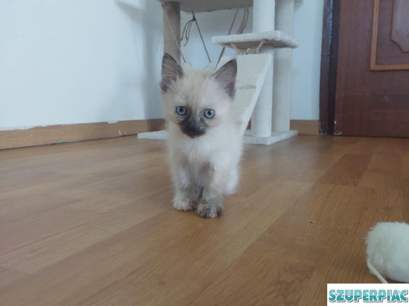 Ragdoll Seal point cica