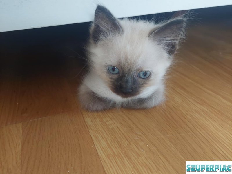 Ragdoll Seal point cica