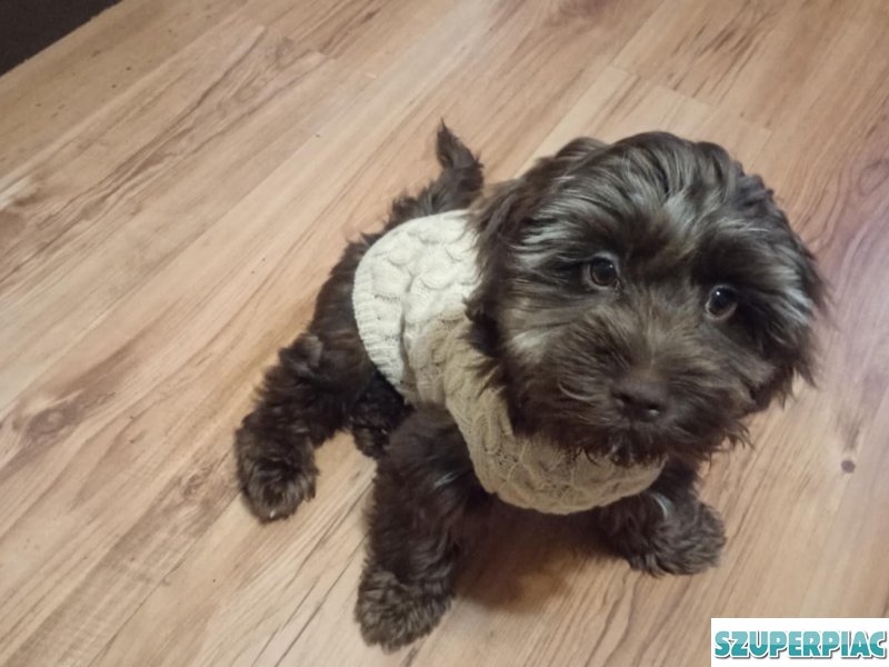 Sürgősen eladó 7hónapos fajtiszta kislány csoki bichon havanese