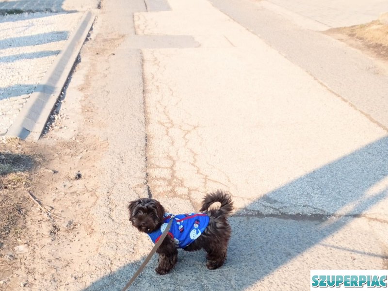 Sürgősen eladó 7hónapos fajtiszta kislány csoki bichon havanese