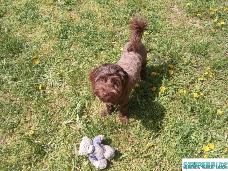 Sürgősen eladó 7hónapos fajtiszta kislány csoki bichon havanese