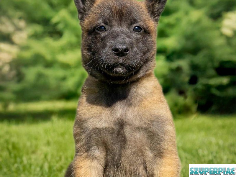 Belga juhász Malinois kölykök keresik szerető gazdájukat